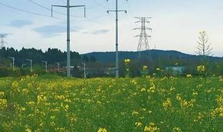 梅子金黄杏子肥全诗